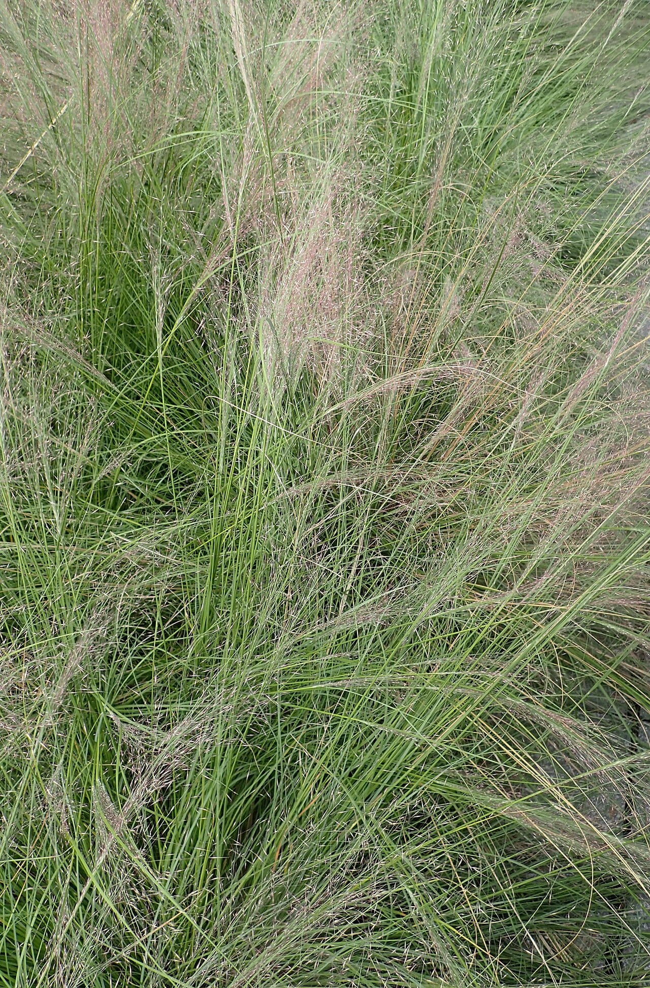 Seep muhly (Muhlenbergia reverchonii)