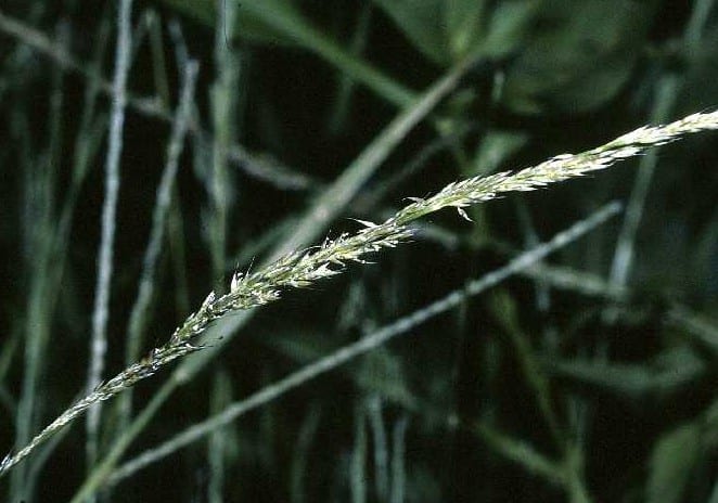 Nimblewill (Muhlenbergia schreberi)