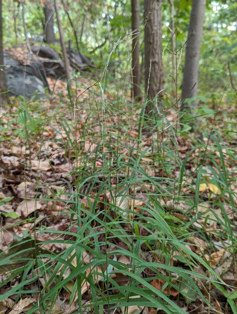 Rock muhly (Muhlenbergia sobolifera)
