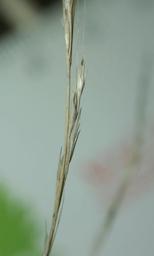 Woodland muhly (Muhlenbergia sylvatica)