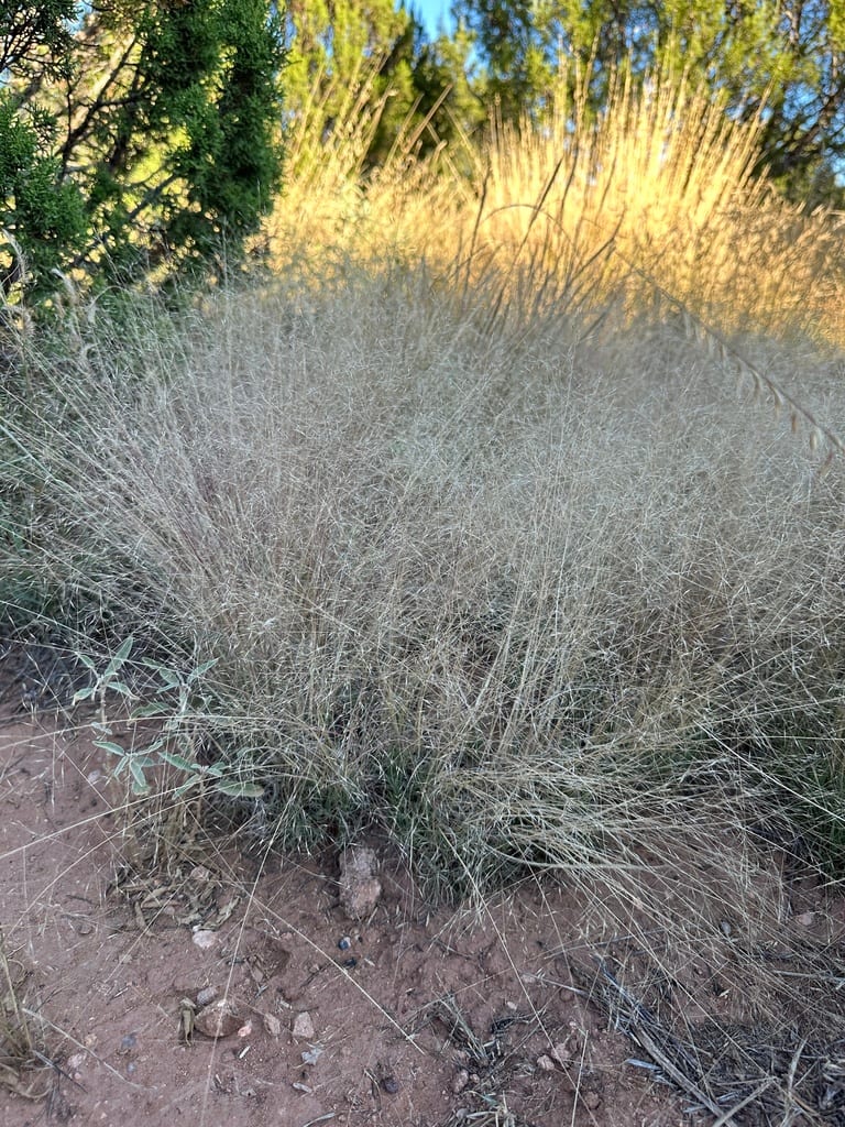 Ring muhly (Muhlenbergia torreyi)