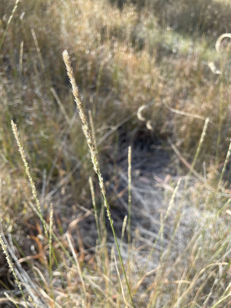 Spike muhly (Muhlenbergia wrightii)