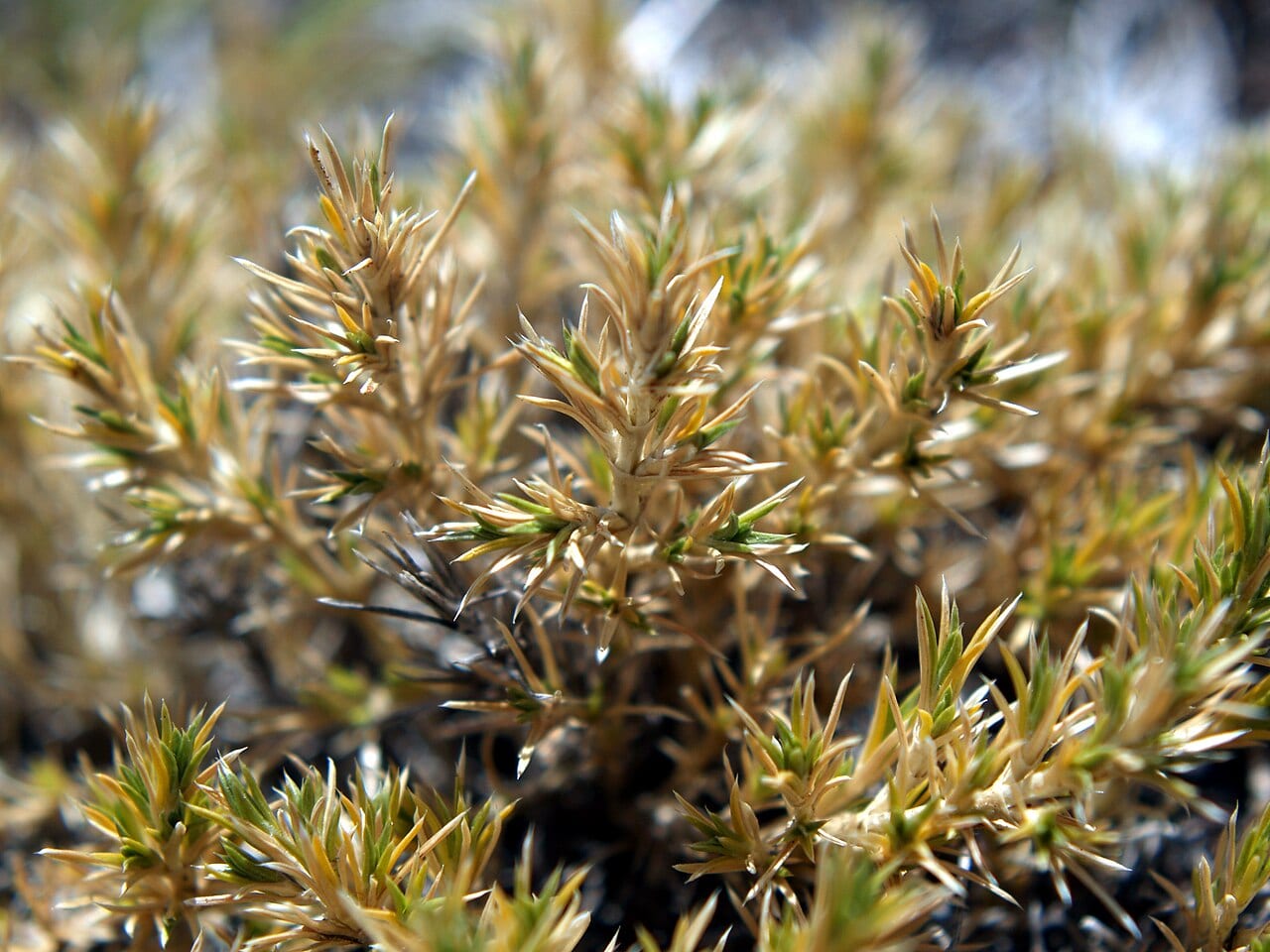 False buffalograss (Munroa squarrosa)