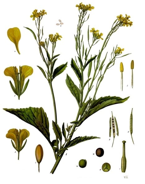 Mustard Greens (Brassica juncea)