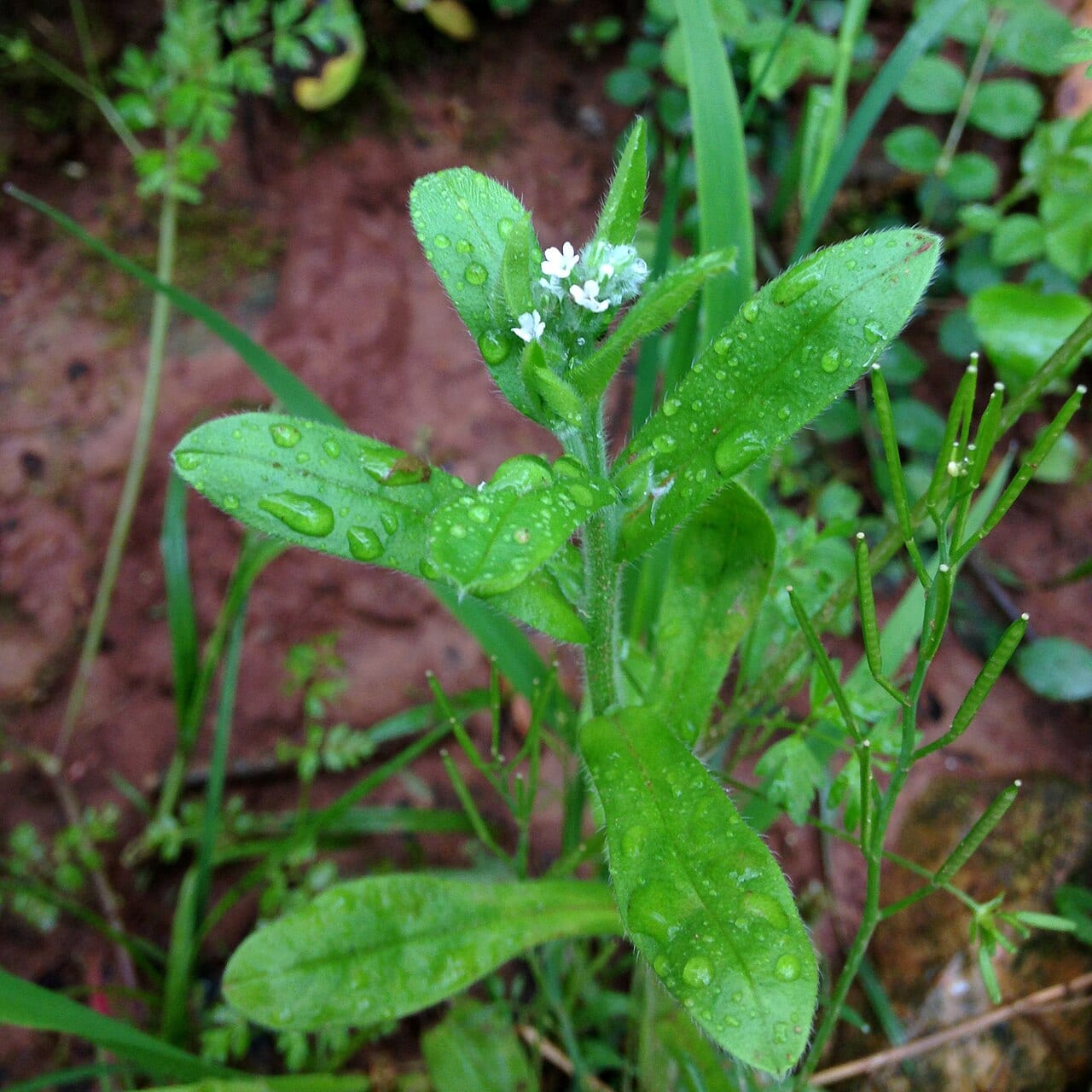 Largeseed forget-me-not (Myosotis macrosperma)