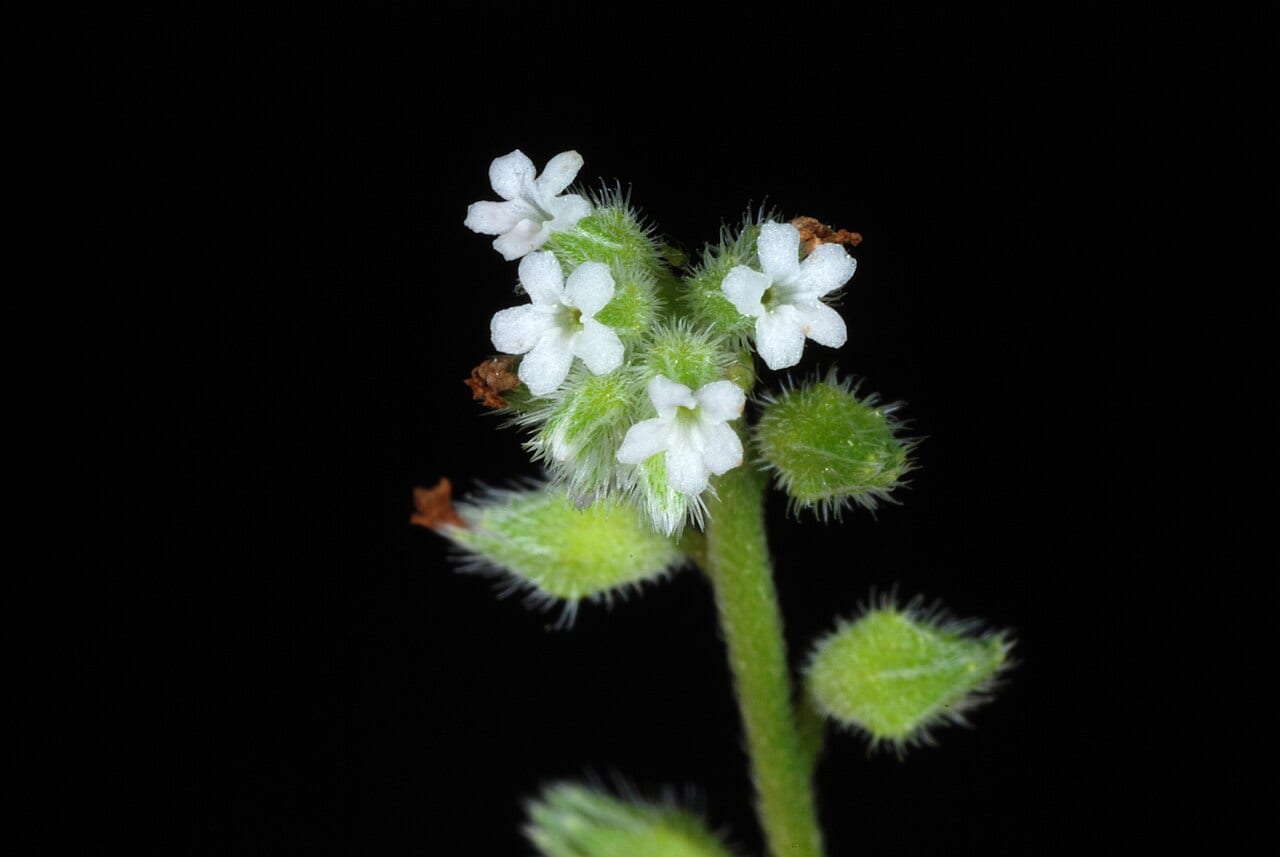 Spring forget-me-not (Myosotis verna)