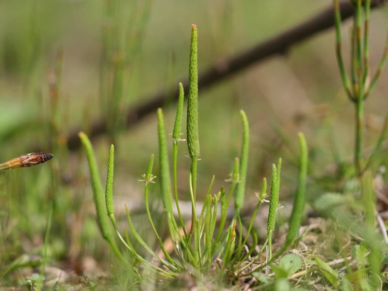 Tiny mousetail (Myosurus minimus)