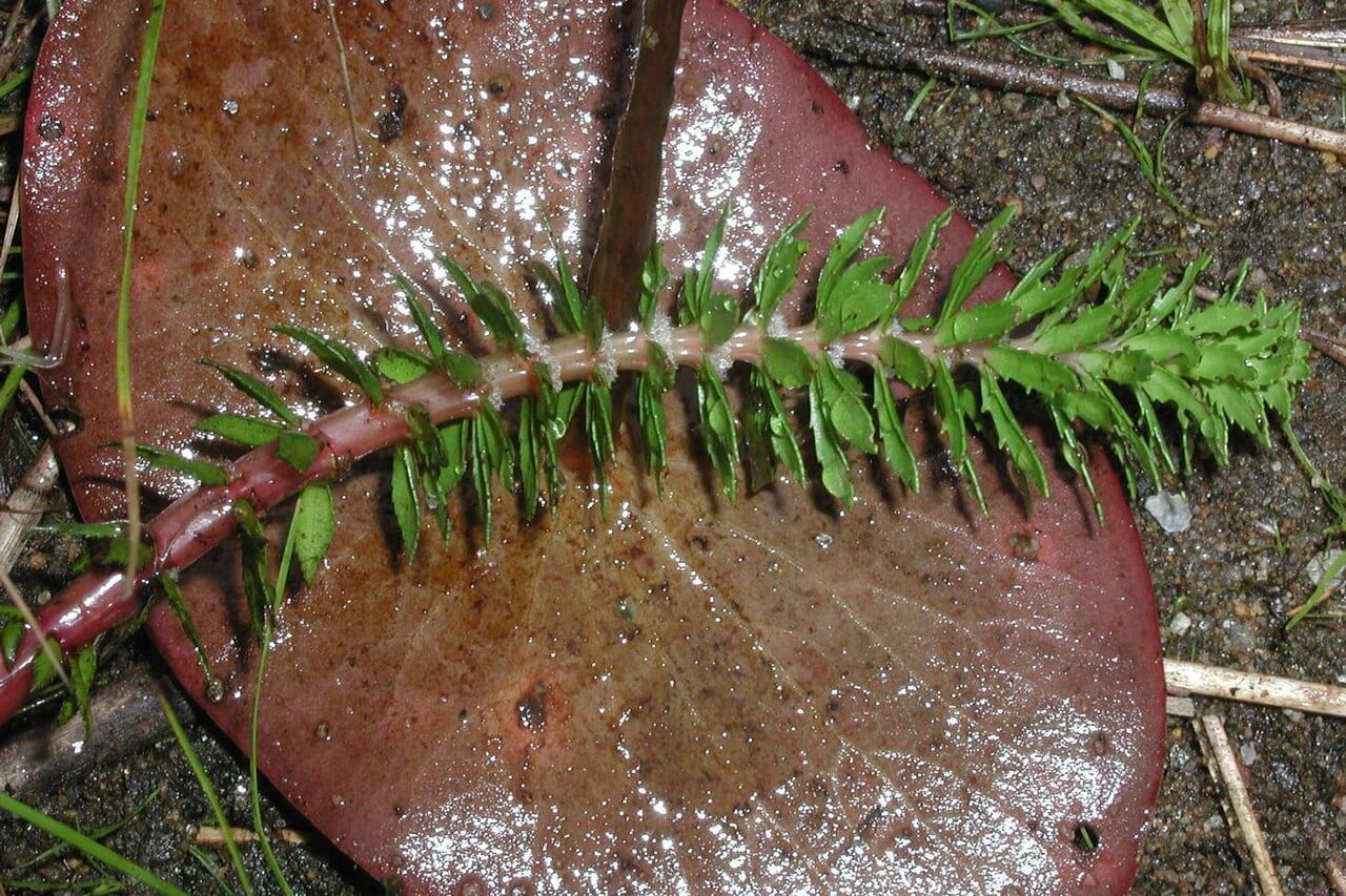 Twoleaf watermilfoil (Myriophyllum heterophyllum)