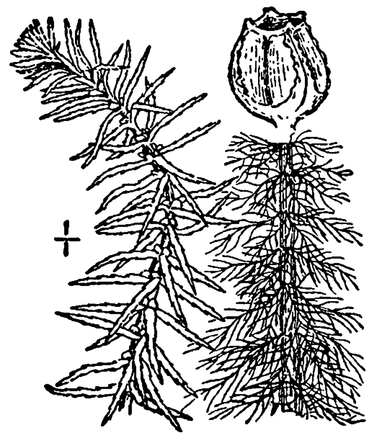 Cutleaf watermilfoil (Myriophyllum pinnatum)