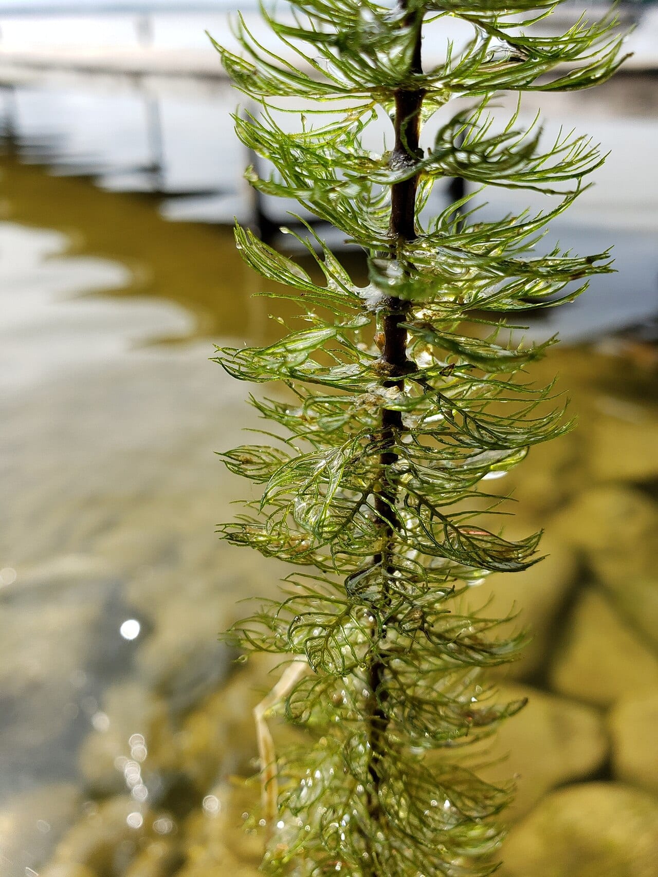 Shortspike watermilfoil (Myriophyllum sibiricum)