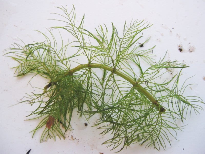 Whorl-leaf watermilfoil (Myriophyllum verticillatum)