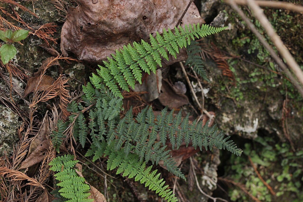 Alabama lipfern (Myriopteris alabamensis)