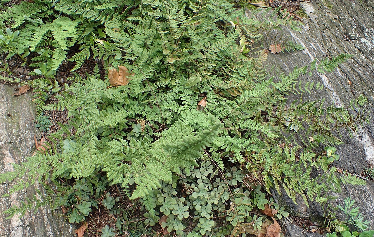 Hairy lipfern (Myriopteris lanosa)