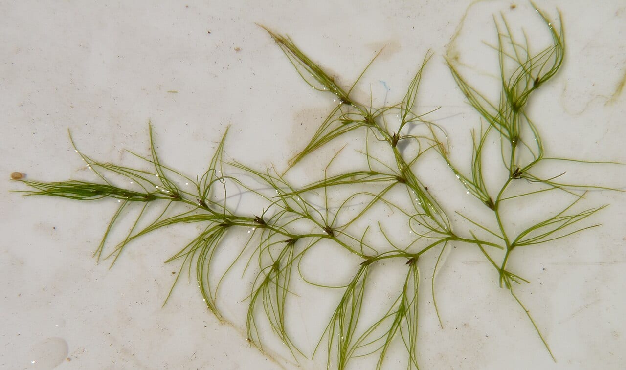 Slender waternymph (Najas gracillima)
