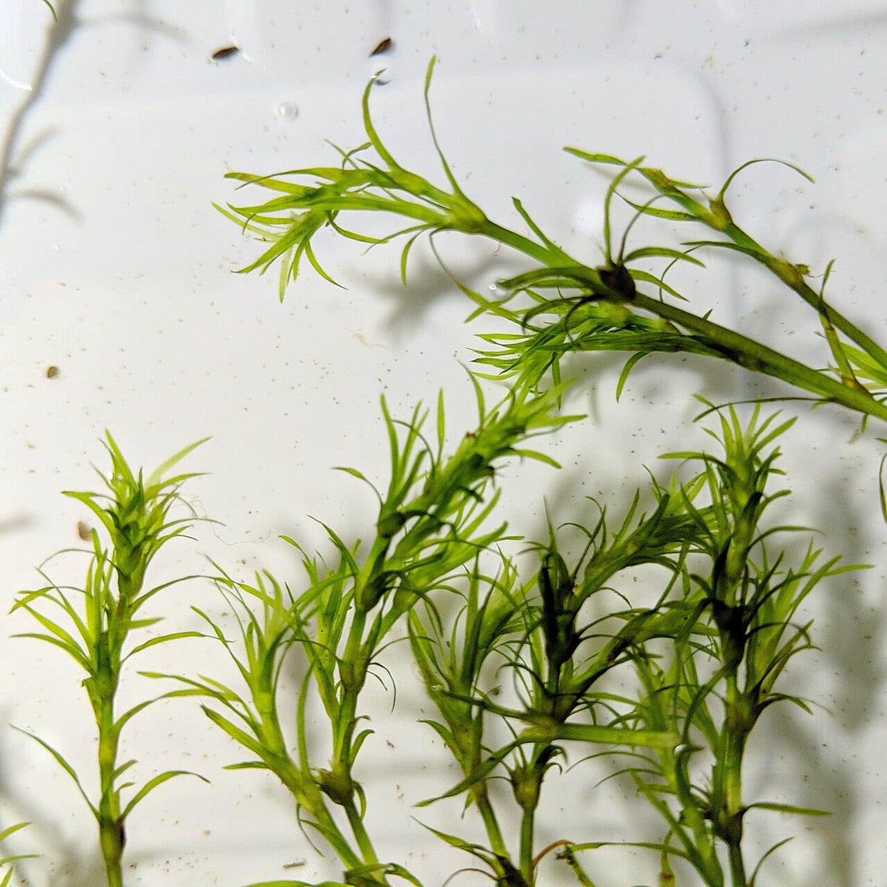 Common water nymph (Najas guadalupensis)
