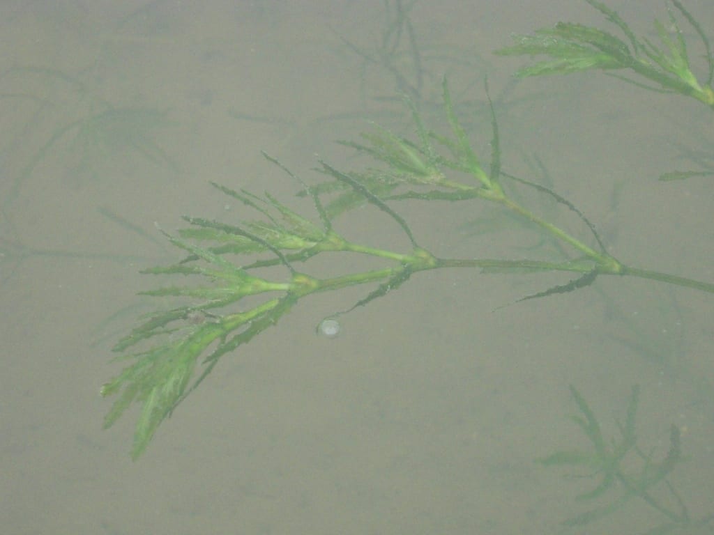 Holly-leaf waternymph (Najas marina)