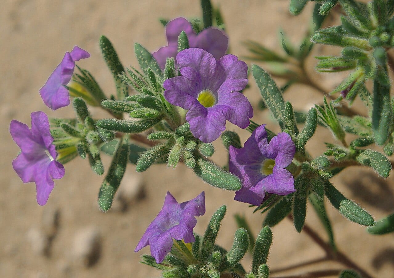Sand bells (Nama hispidum)