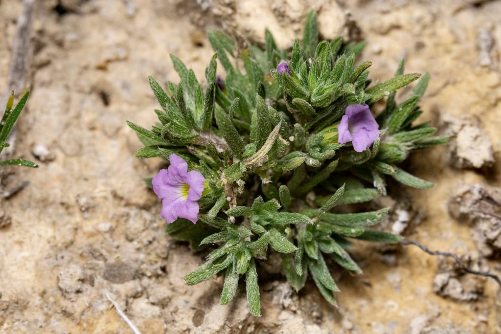 Stevens' fiddleleaf (Nama stevensii)