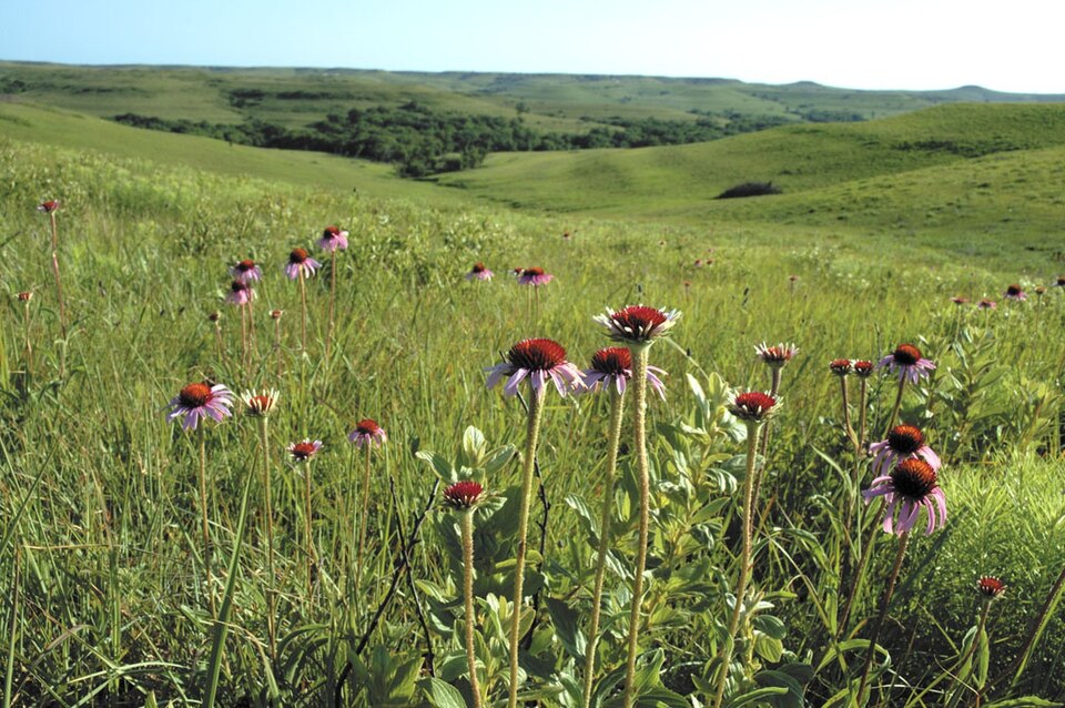 Narrow-Leaved Coneflower (Echinacea angustifolia) with pale pink drooping rays and spiny central cone
