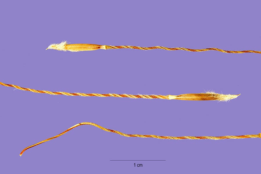 Texas wintergrass (Nassella leucotricha)