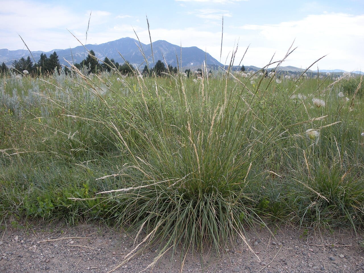 Green needlegrass (Nassella viridula)