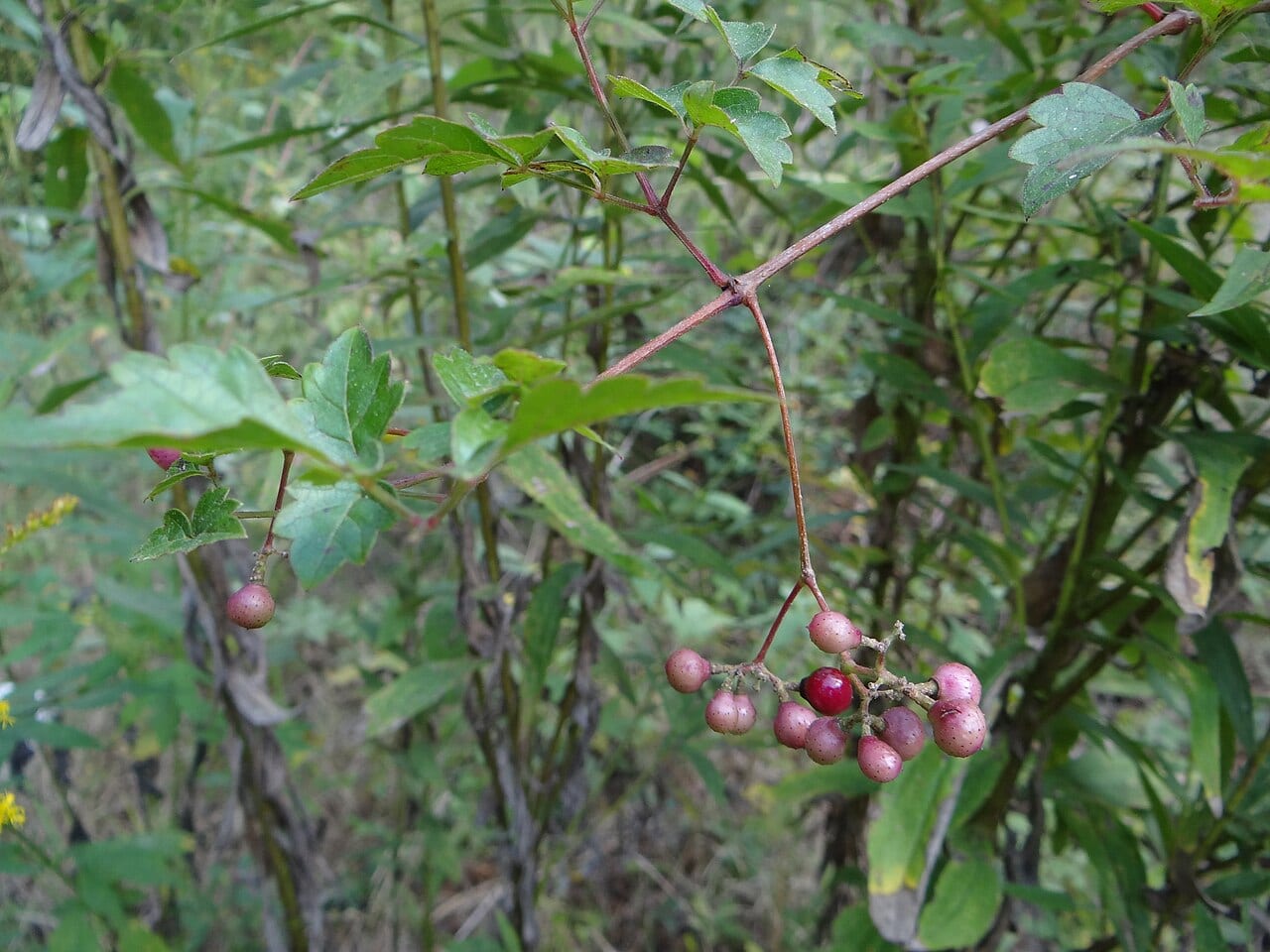 Peppervine (Nekemias arborea)