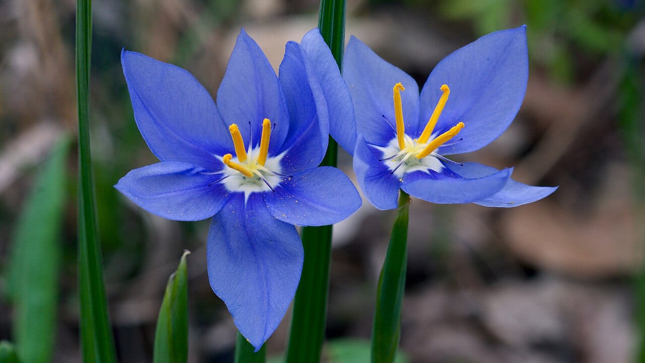 Prairie celestials (Nemastylis geminiflora)