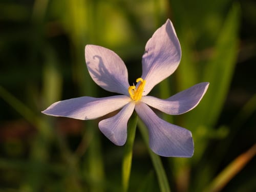 Nuttall's pleatleaf (Nemastylis nuttallii)
