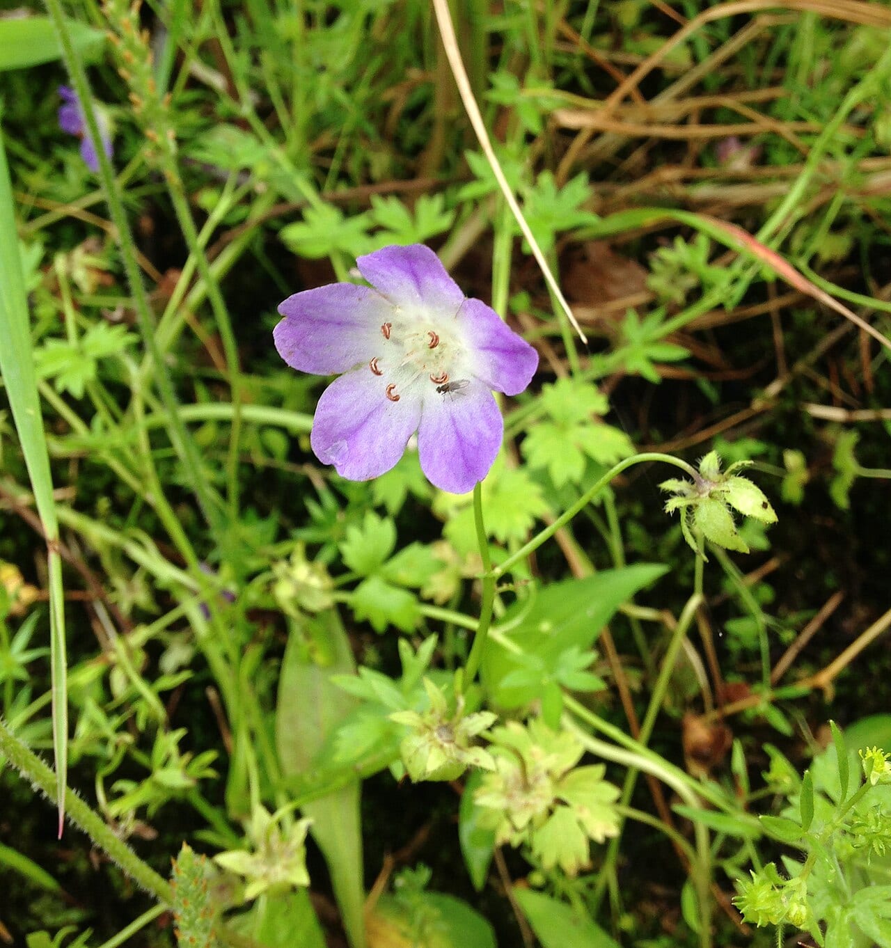 Texas baby blue eyes (Nemophila phacelioides)