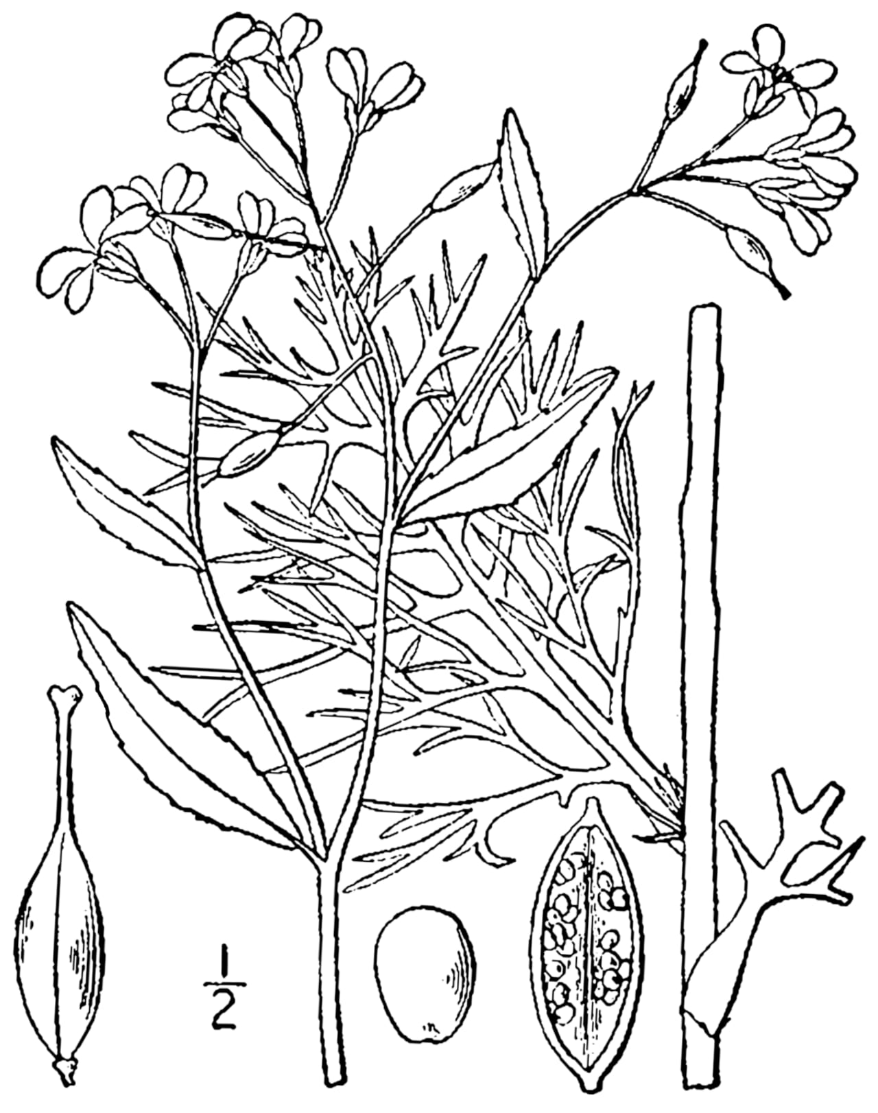 Lakecress (Neobeckia aquatica)