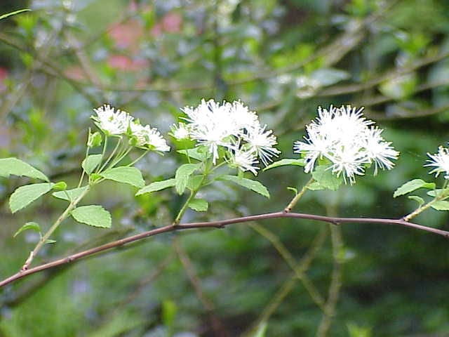 Alabama snow-wreath (Neviusia alabamensis)