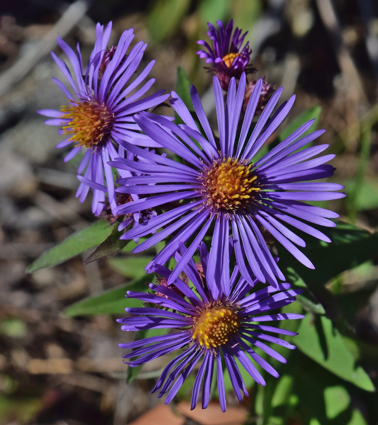 New England Aster (Symphyotrichum novae-angliae) — clusters of royal purple daisy-like flowers