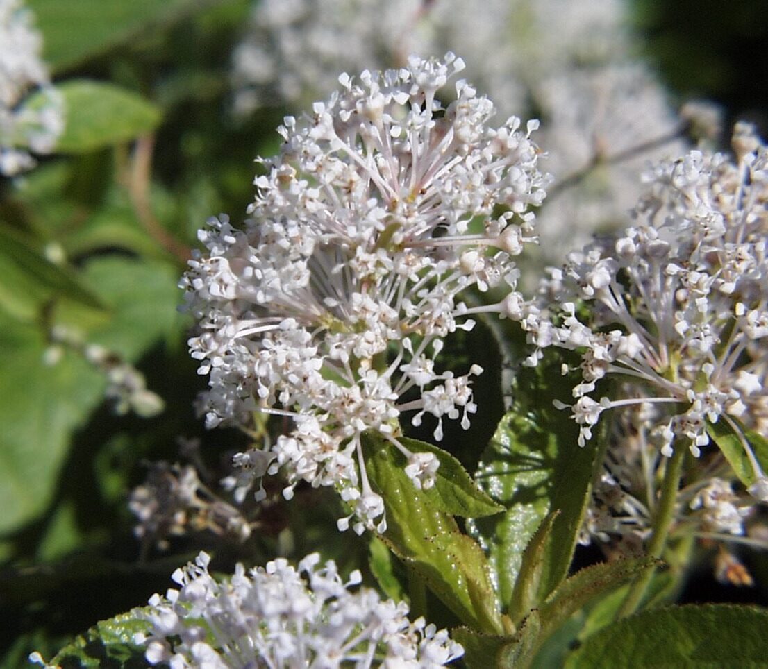 New Jersey Tea (Ceanothus americanus) — fluffy white flower panicles on a small native shrub