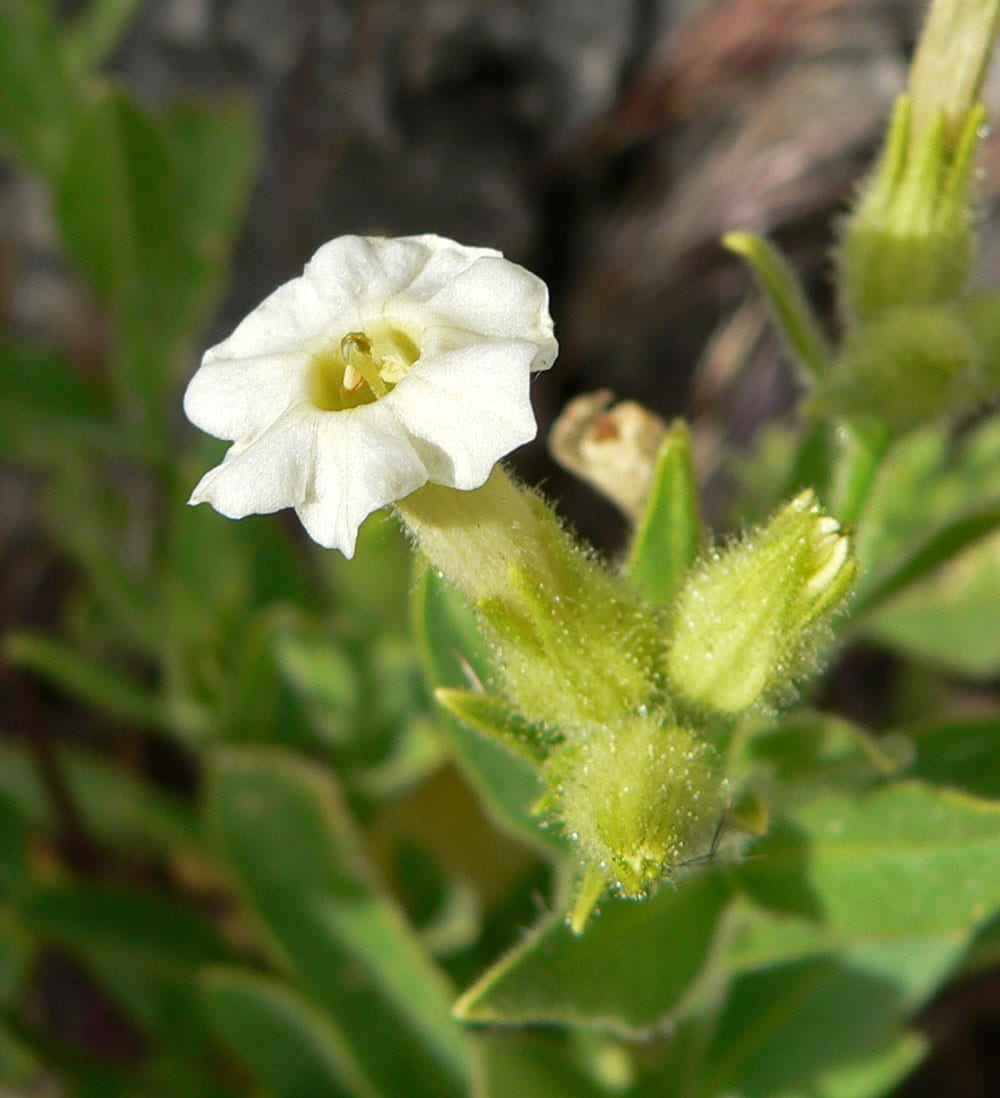 Desert tobacco (Nicotiana obtusifolia)