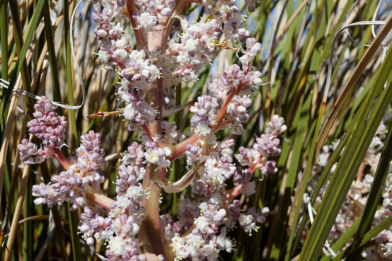 Texas sacahuista (Nolina texana)