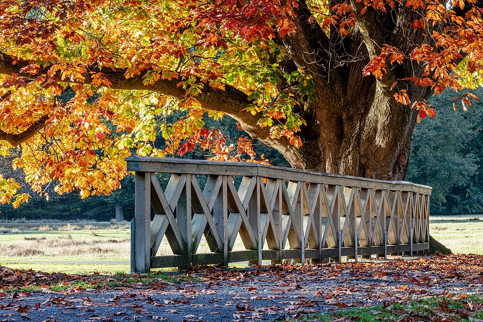 Northern Red Oak (Quercus rubra) full tree with deep red fall foliage