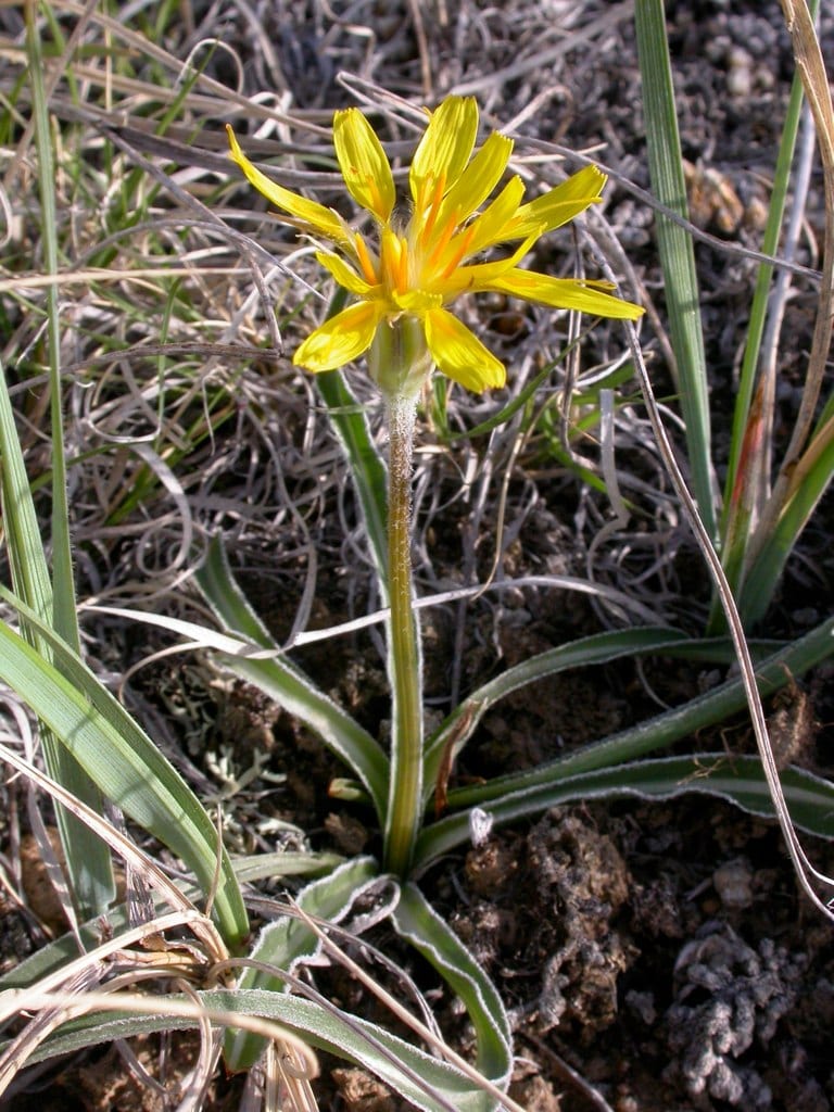 Sharppoint prairie-dandelion (Nothocalais cuspidata)