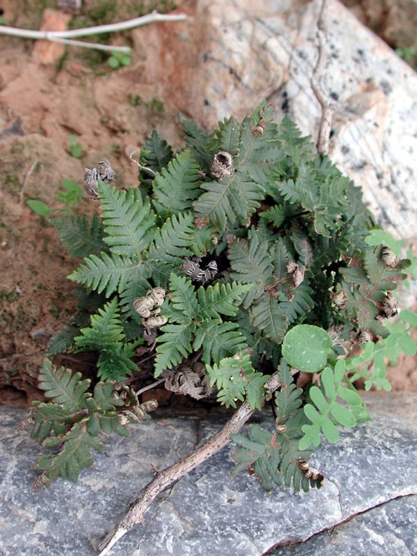 Star cloak fern (Notholaena standleyi)