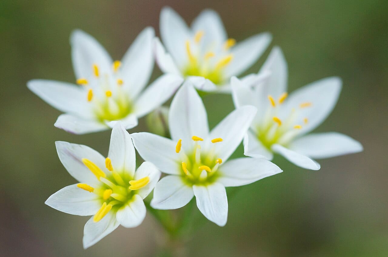Crowpoison (Nothoscordum bivalve)