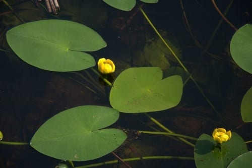 Varigated yellow pond-lily (Nuphar lutea ssp. variegata)