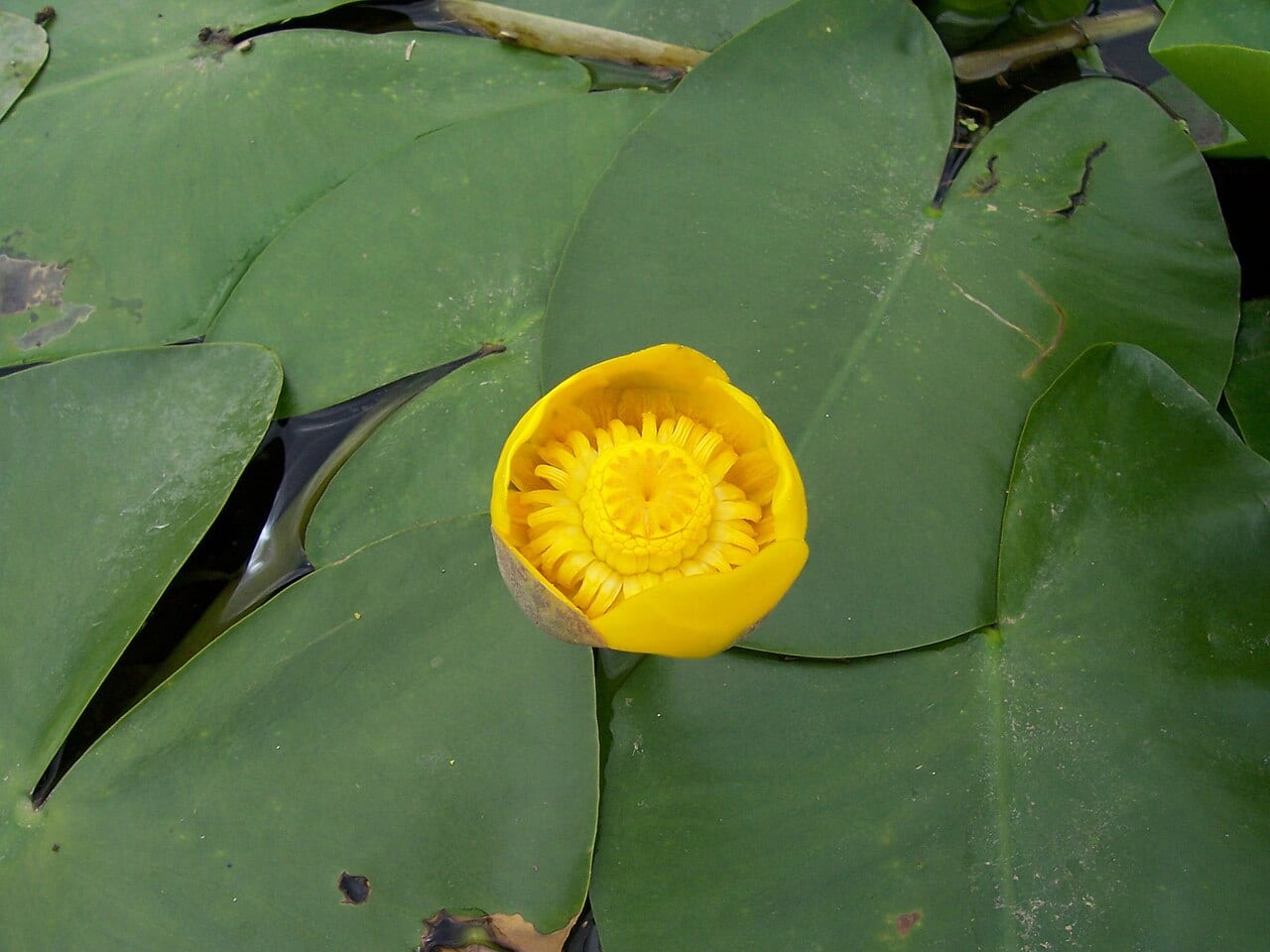 Yellow pond lily (Nuphar lutea)