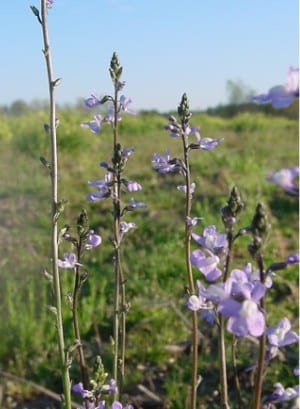 Canada toadflax (Nuttallanthus canadensis)