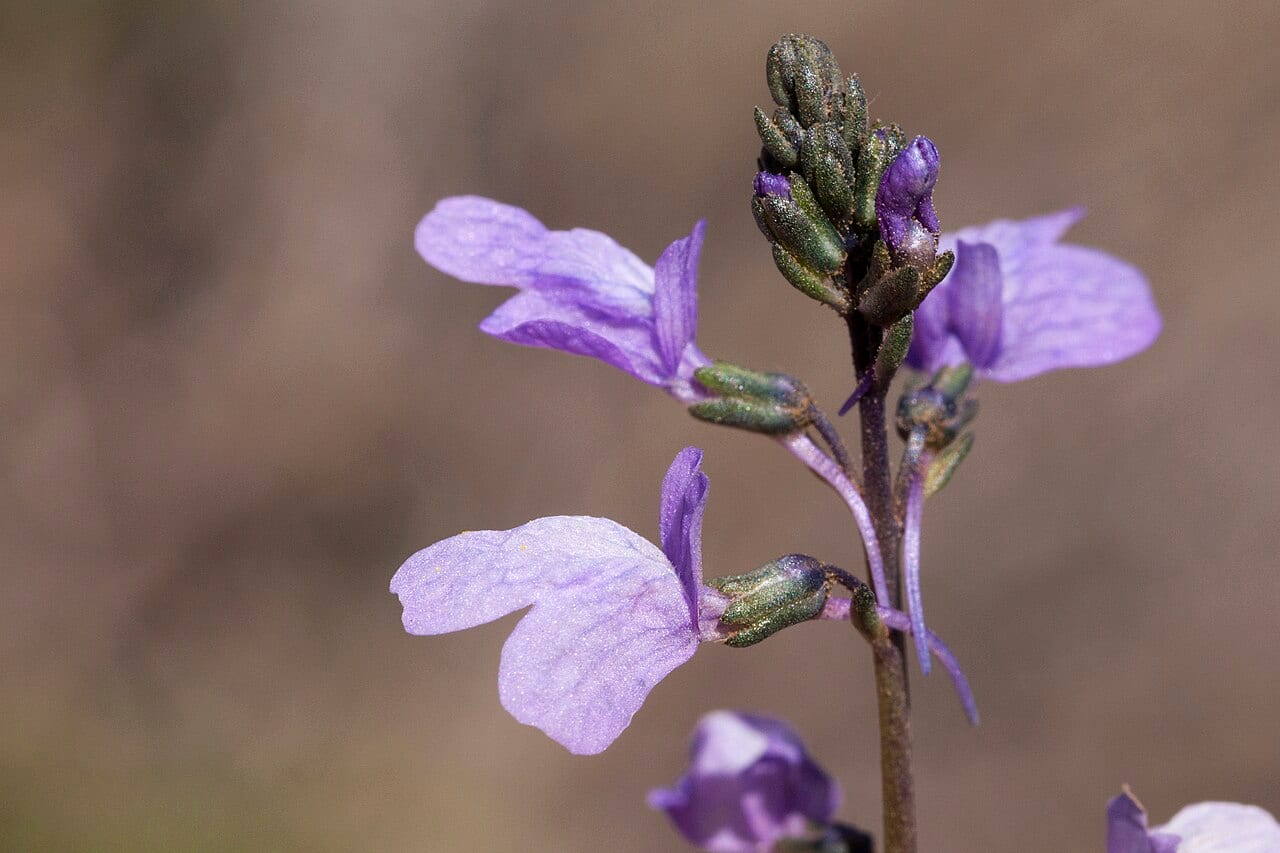 Texas toadflax (Nuttallanthus texanus)