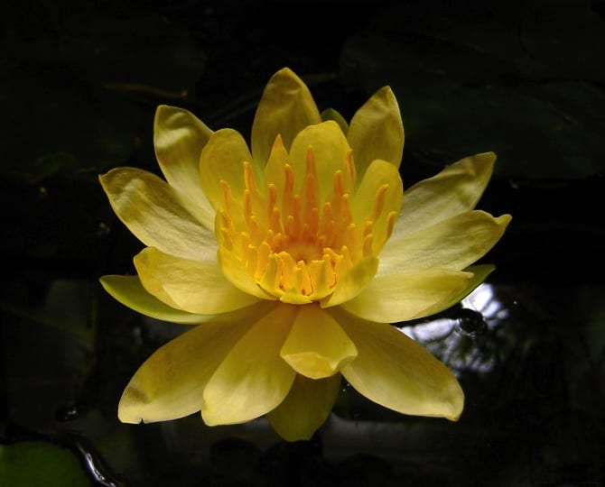 Yellow waterlily (Nymphaea mexicana)