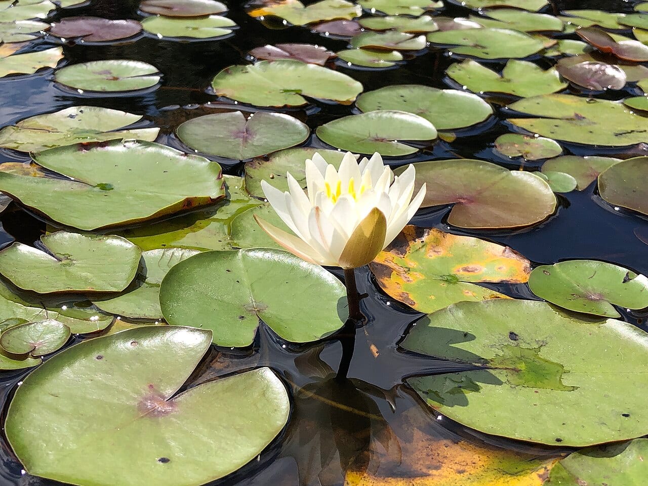 American white water-lily (Nymphaea odorata)