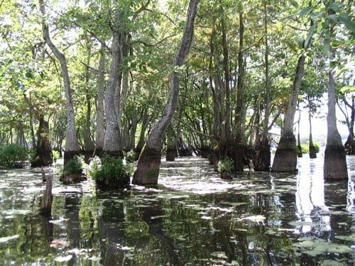Water tupelo (Nyssa aquatica)