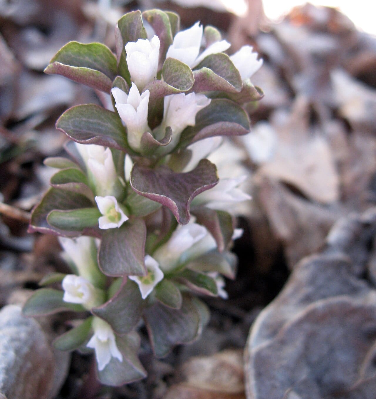 Virginia pennywort (Obolaria virginica)