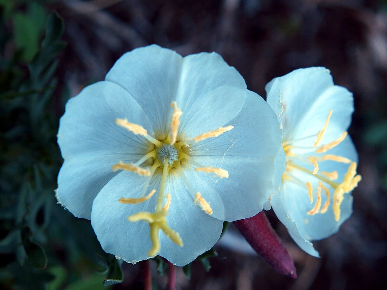 Whitest evening-primrose (Oenothera albicaulis)