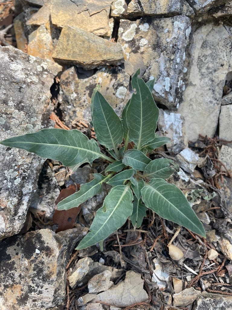 Shortfruit evening-primrose (Oenothera brachycarpa)