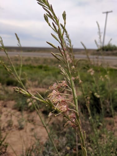 High-plains beeblossom (Oenothera cinerea ssp. cinerea)
